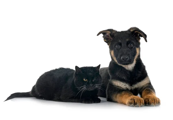 강아지 셰퍼드와 고양이 — 스톡 사진