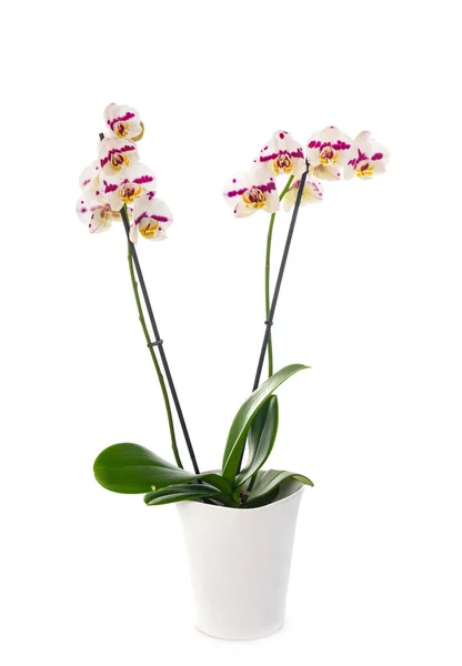 Mal Orkidéer Framför Vit Bakgrund — Stockfoto