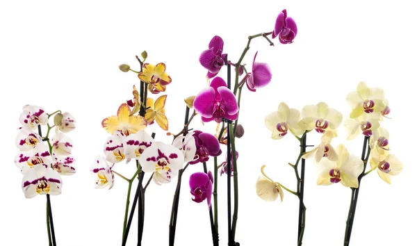 Orchidées Papillon Nuit Devant Fond Blanc — Photo