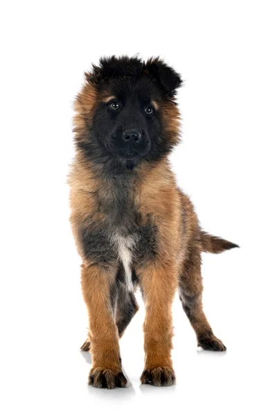 Welpe Belgischer Schäferhund Vor Weißem Hintergrund — Stockfoto