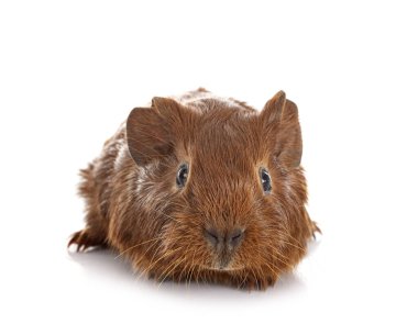 kobay beyaz arka plan önünde