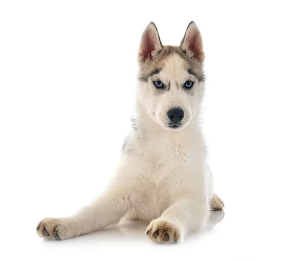 Cachorro Siberiano Husky Frente Fundo Branco — Fotografia de Stock