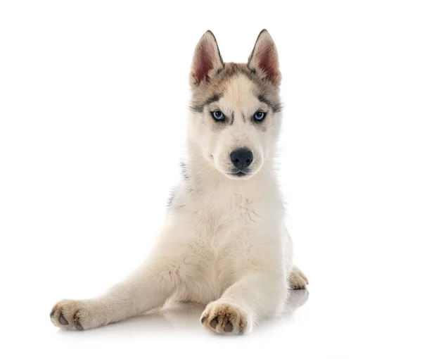 Cucciolo Siberiano Husky Davanti Sfondo Bianco — Foto Stock