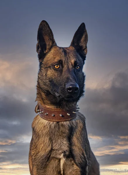 Young Belgian Shepherd Training Nature Security — Stock Photo, Image