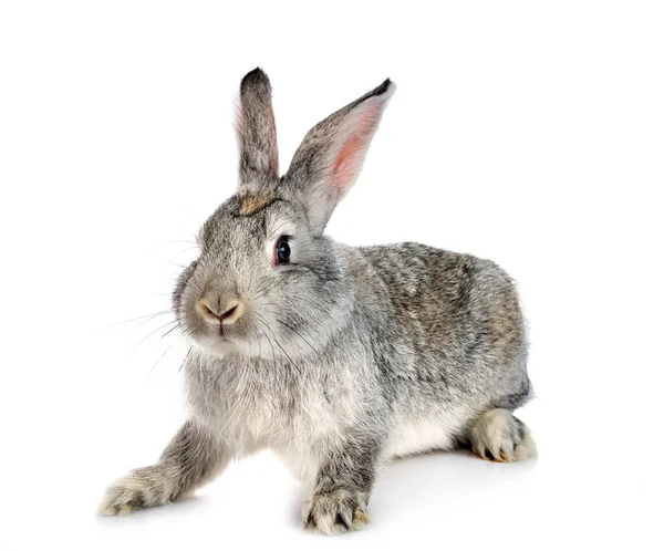 Kaninchen Gris Touraine Vor Weißem Hintergrund — Stockfoto