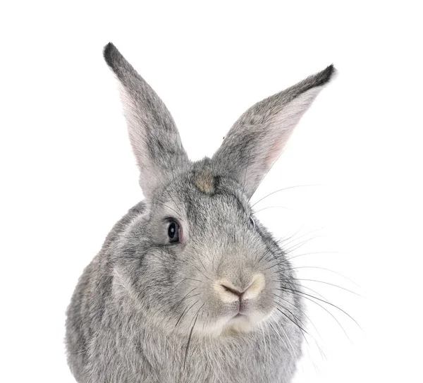 Kaninchen Gris Touraine Vor Weißem Hintergrund — Stockfoto