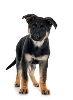 Beyaz arka planda köpek yavrusu Alman çoban köpeği.