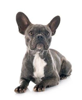 Beyaz arka planda Fransız bulldog 'u