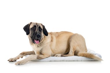 Beyaz arka planda Kangal Çoban Köpeği