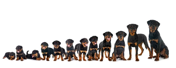 Cachorros Rottweiler Tres Semanas Siete Meses Delante Fondo Blanco — Foto de Stock