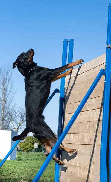 French Shepherd Training His Owner — Stock Photo, Image