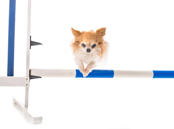 Kleiner Chihuahua Springt Vor Weißem Hintergrund — Stockfoto