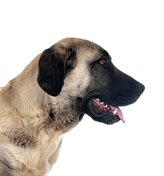 Kangal Ovčák Pes Přední Části Bílého Pozadí — Stock fotografie