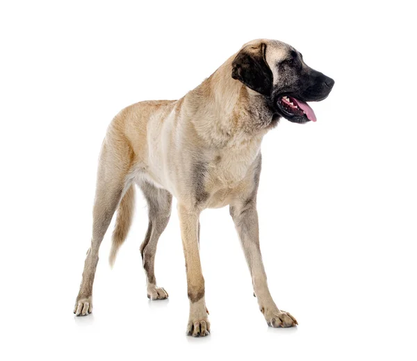 Kangal Shepherd Dog Frente Fundo Branco — Fotografia de Stock