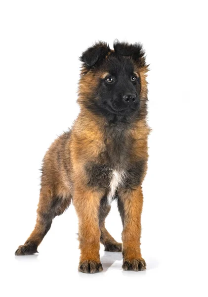 Cucciolo Pastore Belga Fronte Sfondo Bianco — Foto Stock