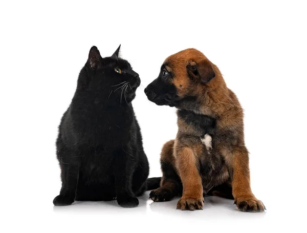 강아지 양치기와 고양이 — 스톡 사진