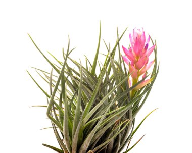 Beyaz arkaplan önünde tilland bitkisi