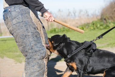 Genç Rottweiler doğada korunma eğitimi alıyor. 