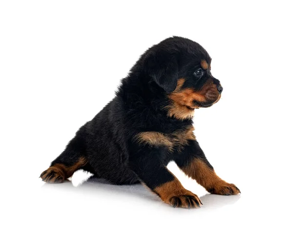 Chiot Rottweiler Face Fond Blanc — Photo