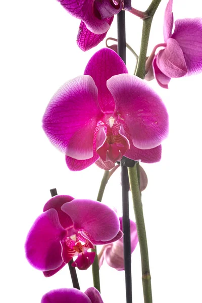 Mot Orchideeën Voorkant Van Witte Achtergrond — Stockfoto