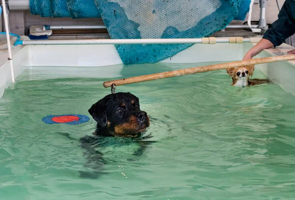 Jovem Rottweiler Reeducação Para Hidroterapia Piscina — Fotografia de Stock