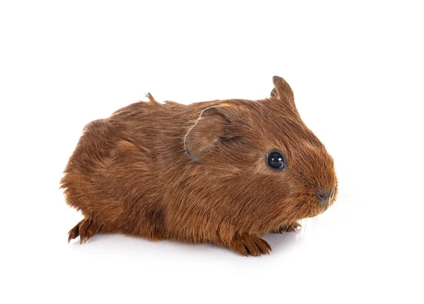 Cavia Voor Witte Achtergrond — Stockfoto