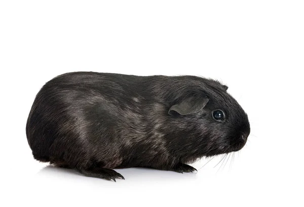 Cavia Voor Witte Achtergrond — Stockfoto