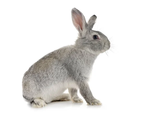 Кролик Грис Турен Перед Белым Фоном — стоковое фото