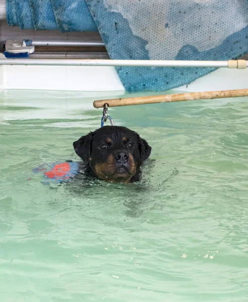 Jovem Rottweiler Reeducação Para Hidroterapia Piscina — Fotografia de Stock