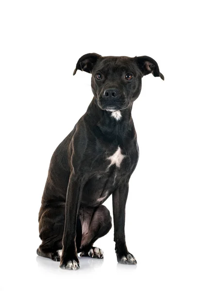 Staffordshire Bull Terrier Bastard Front White Background — Stock Photo, Image