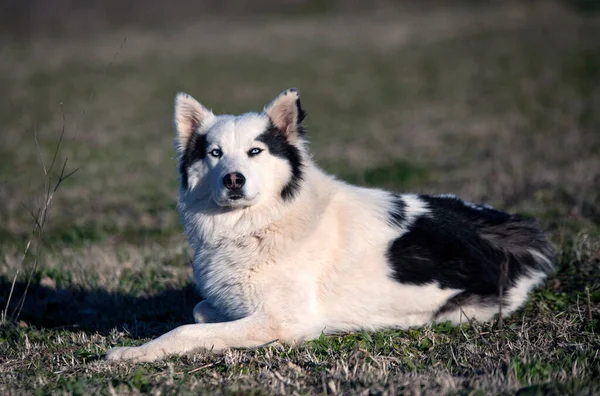 Yakutian Laika Frente Fundo Natureza — Fotografia de Stock