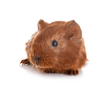 kobay beyaz arka plan önünde