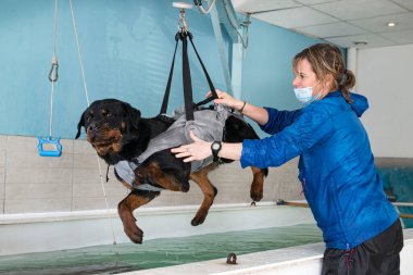 Genç Rottweiler ve yüzme havuzunda hidroterapi eğitimi