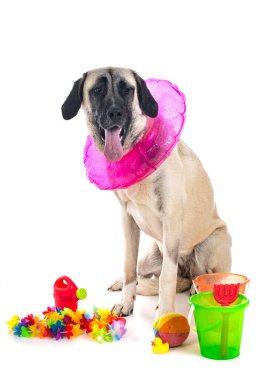 Beyaz arka planda Kangal Çoban Köpeği