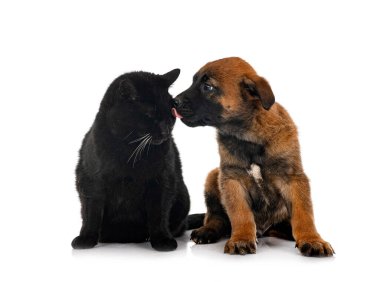 Beyaz arka planda köpek yavrusu Belçikalı çoban ve kedi