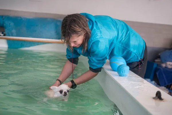 Little Chihuahua Swimming Swimming Pool — Fotografia de Stock