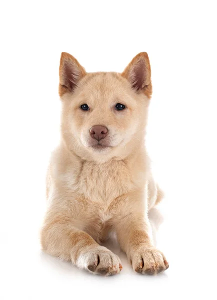 Shiba Inu Frente Fundo Branco — Fotografia de Stock