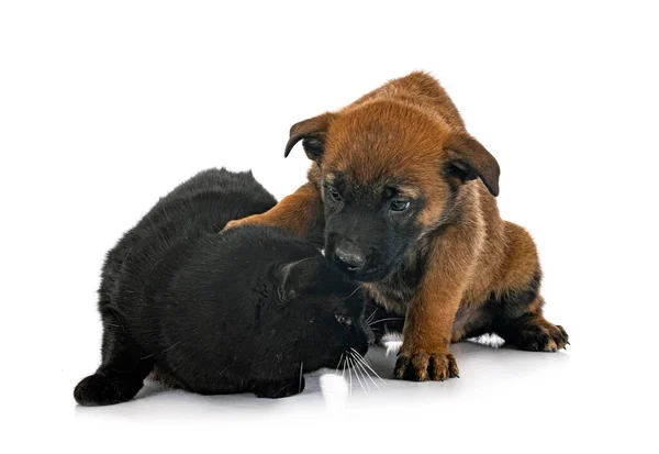 Puppy Belgian Shepherd Cat Front White Background — Stock Photo, Image