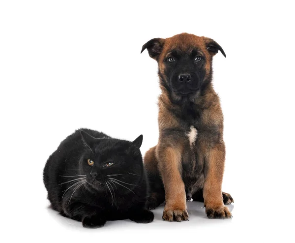 Puppy Belgian Shepherd Cat Front White Background — Stock Photo, Image