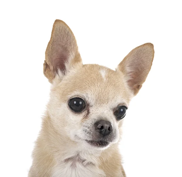 Pequeno Chihuahua Frente Fundo Branco — Fotografia de Stock