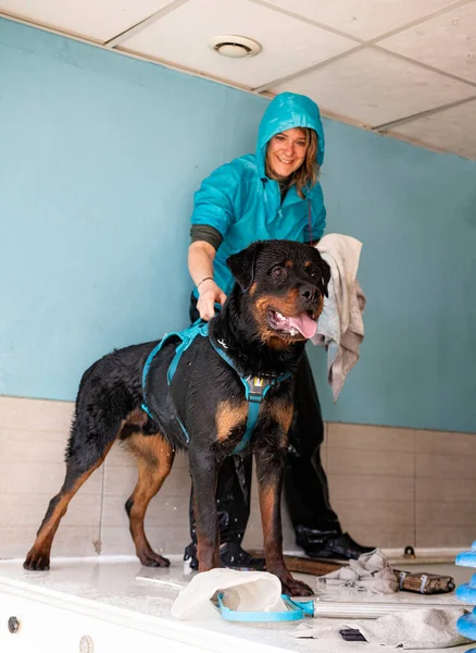 Fiatal Rottweiler Átnevelés Hidroterápia Úszómedencében — Stock Fotó