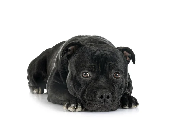 Staffordshire Bull Terrier Front White Background — Stock Photo, Image