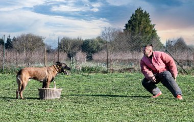 Genç Belçikalı çoban köpeği doğada güvenlik eğitimi alıyor.