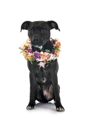 Stamfordshire Boğa Teriyeri piçi beyaz arka planda.