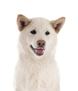 Beyaz arkaplan önünde beyaz shiba inu