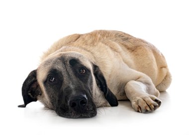 Beyaz arka planda Kangal Çoban Köpeği