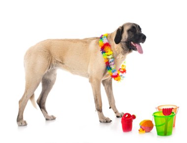 Beyaz arka planda Kangal Çoban Köpeği