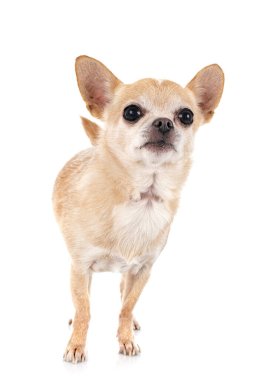Beyaz arka planda küçük bir chihuahua