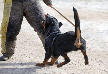 Genç Rottweiler doğada korunma eğitimi alıyor. 
