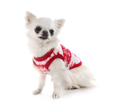 Beyaz arka planda küçük bir chihuahua